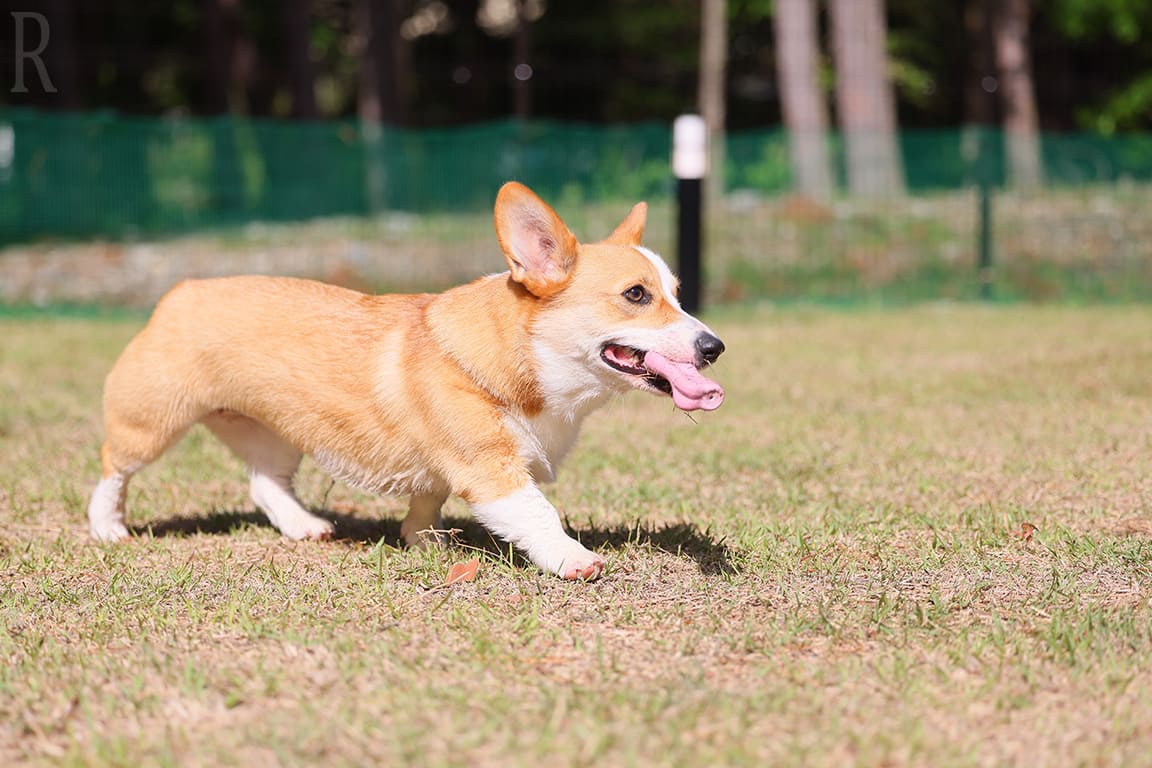 ドッグコテージ