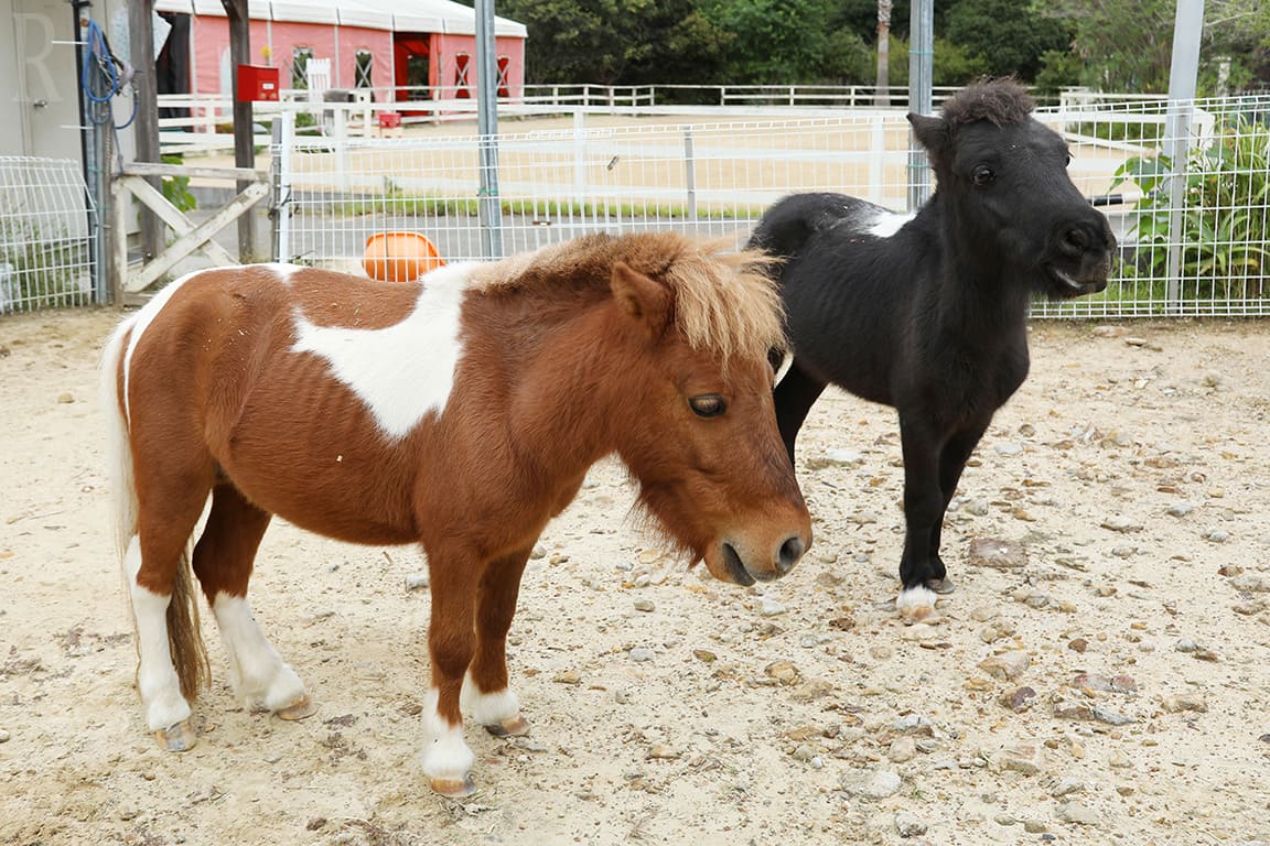 動物と触れ合う「乗馬体験」